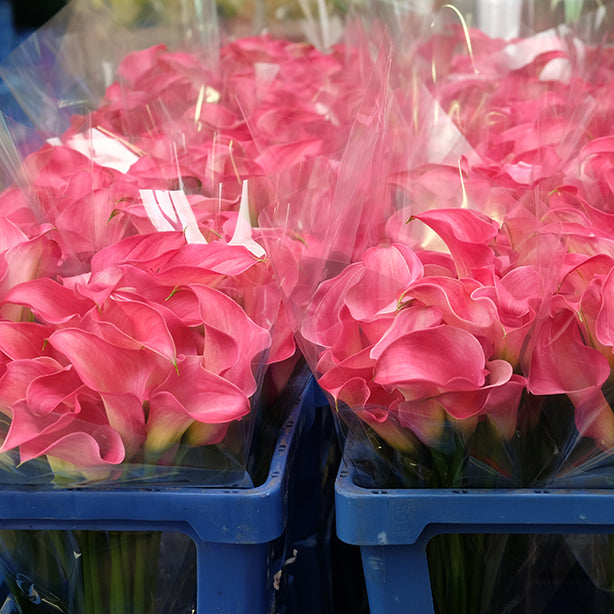VERSE BLOEMEN - LOS - Calla's