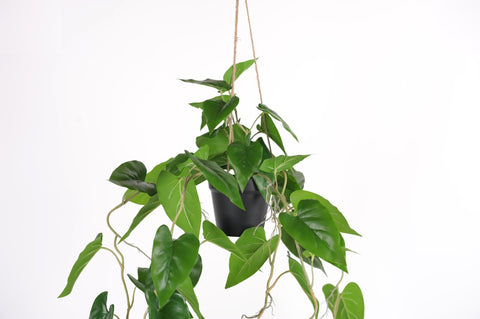 KUNSTPLANT - Philodendron immergreen hangplant