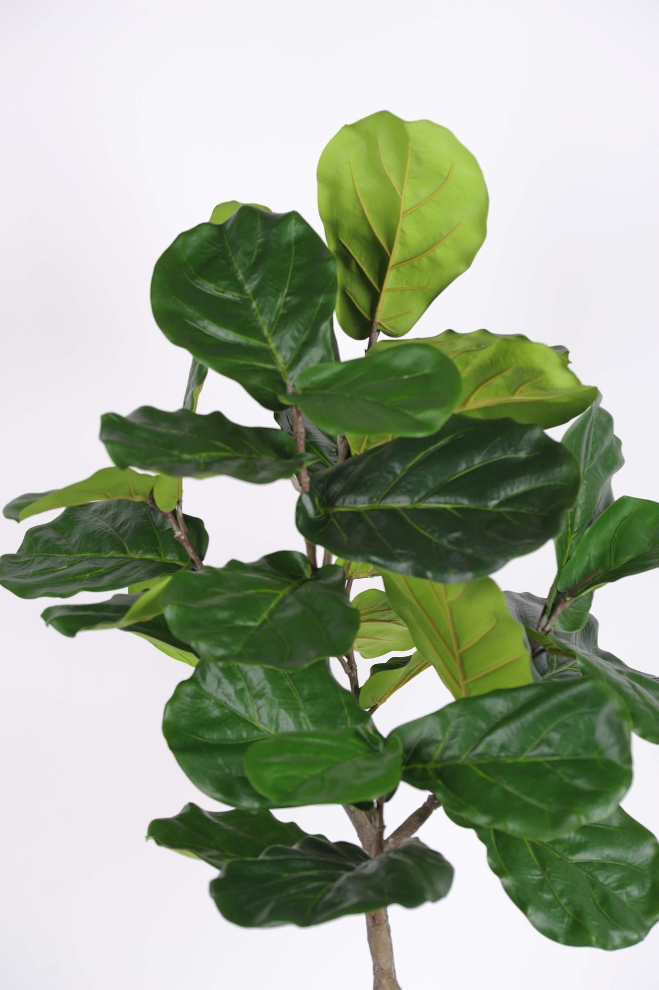 KUNSTPLANT - Ficus Lyrata