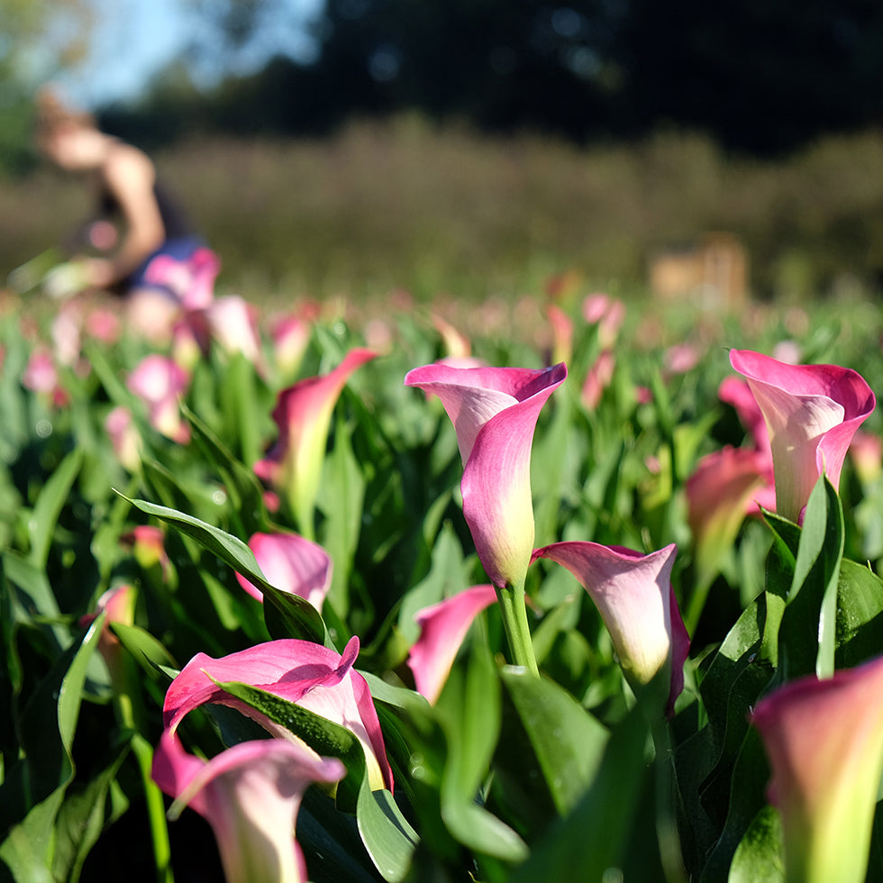 VERSE BLOEMEN - LOS - Calla's