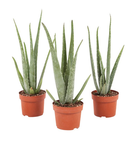 KAMERPLANT - Aloe Vera (wonderplant)