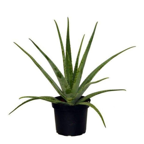 KAMERPLANT - Aloe Vera (wonderplant)
