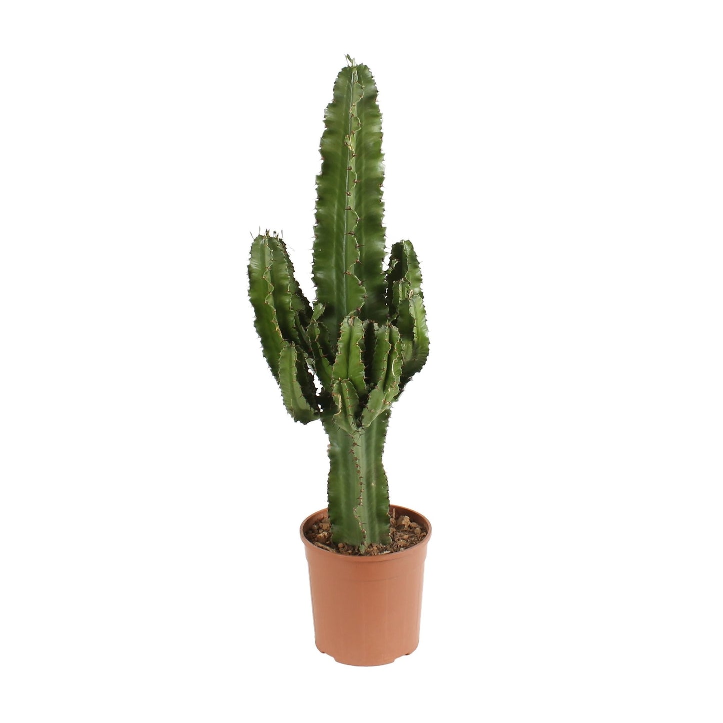 CACTUS - Euphorbia (cowboycactus)
