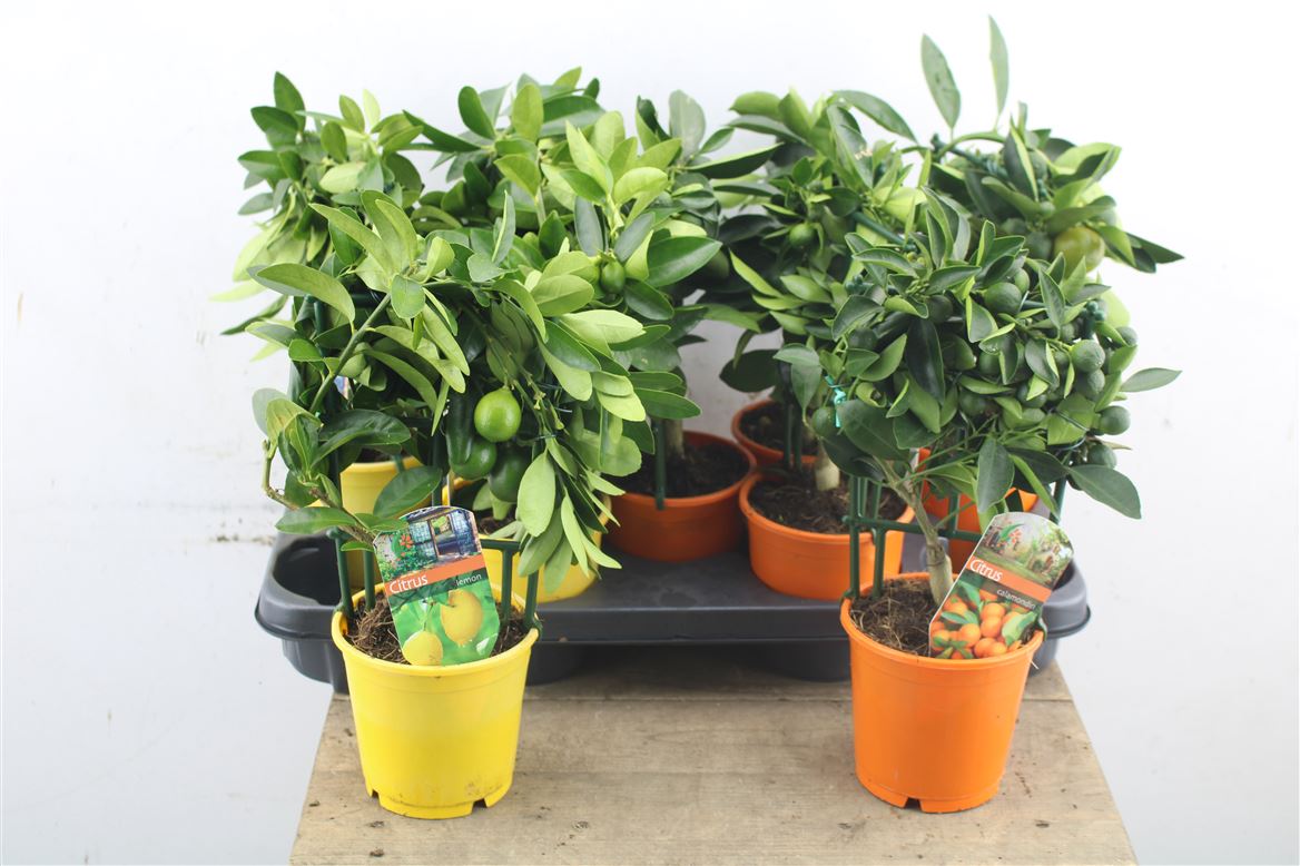 OUTDOOR - Citrusboom