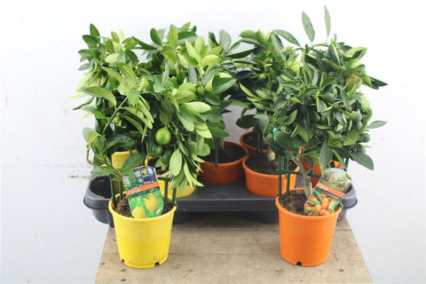 OUTDOOR - Citrusboom