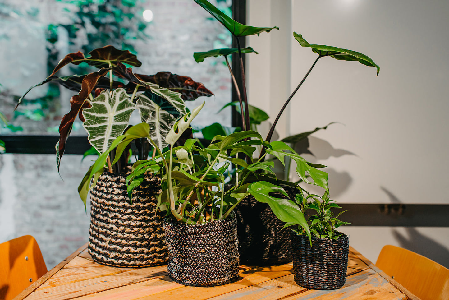 ABO - Plantenabonnement