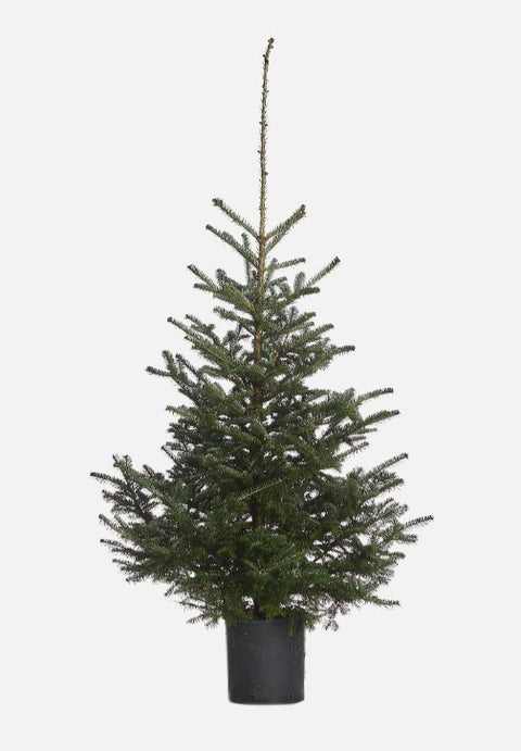 KERST - BOOM Fraserie