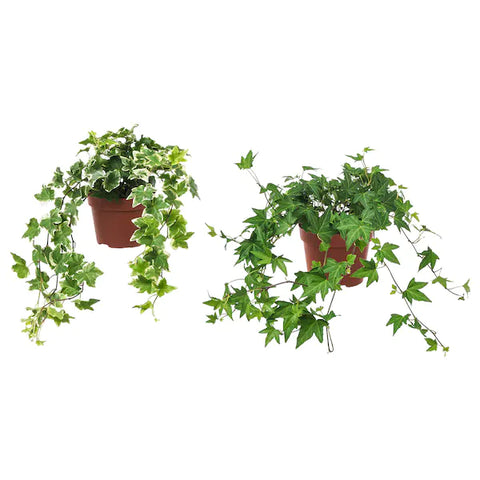 PAKKET - Kamerplantenset Double Espresso Special