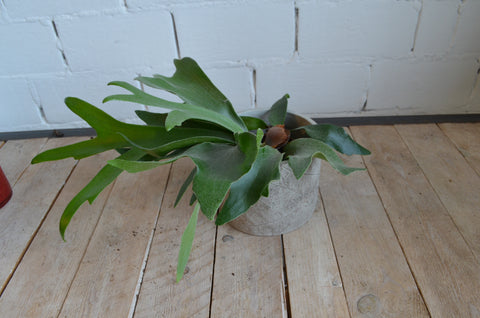 PAKKET - Kamerplantenset Double Espresso Special