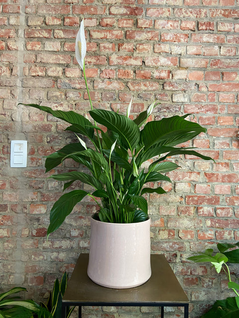 KAMERPLANT - Spathiphyllum Pakket (witte lepelplant)
