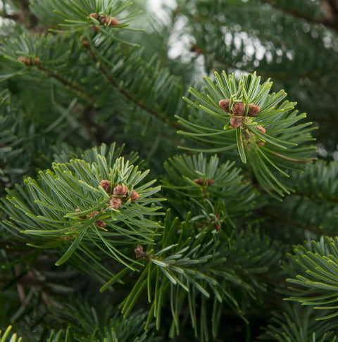 KERST - BOOM Nordmann