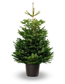 KERST - BOOM Nordmann