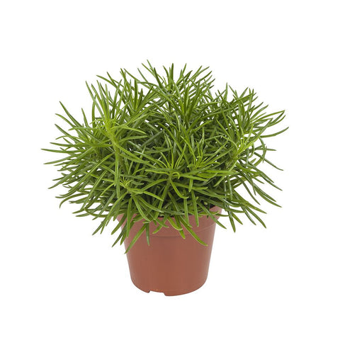 PAKKET - Kamerplantenset Double Espresso Special