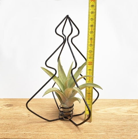 LUCHTPLANT - Tillandsia X-mas Tree (zwart)