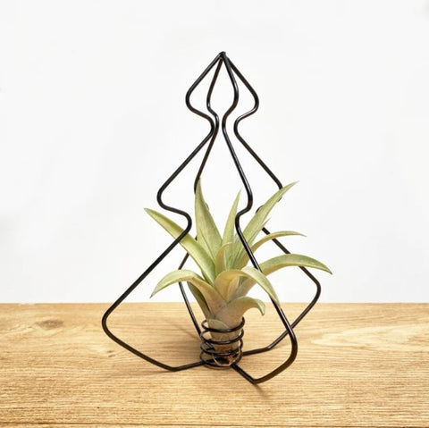 LUCHTPLANT - Tillandsia X-mas Tree (zwart)