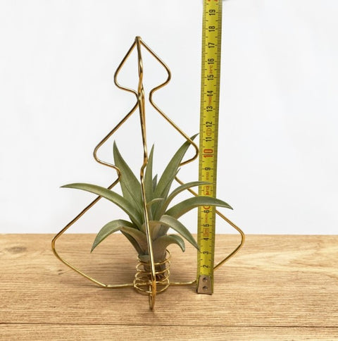 LUCHTPLANT - Tillandsia X-mas Tree (zwart)