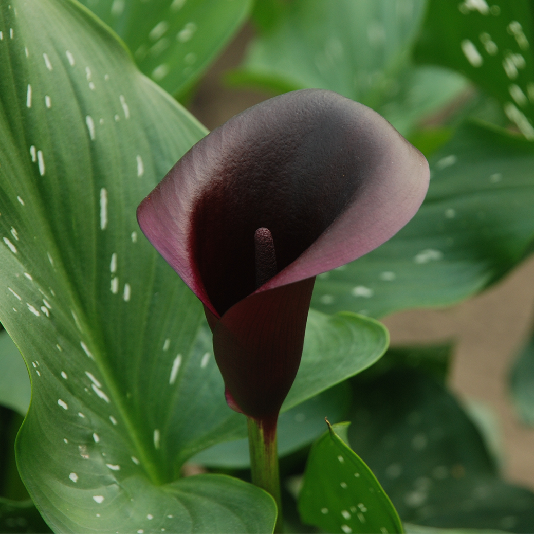 VERSE BLOEMEN - LOS - Calla's