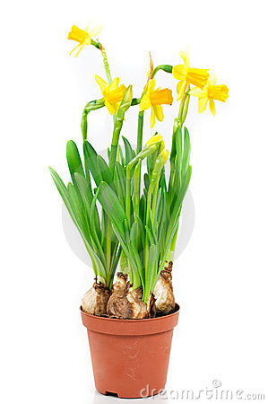 OUTDOOR - narcissen tête à tête