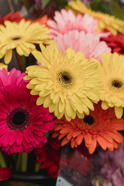 VERSE BLOEMEN - LOS - Gerbera