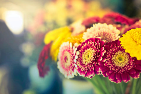 VERSE BLOEMEN - LOS - Gerbera