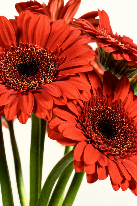 VERSE BLOEMEN - LOS - Gerbera