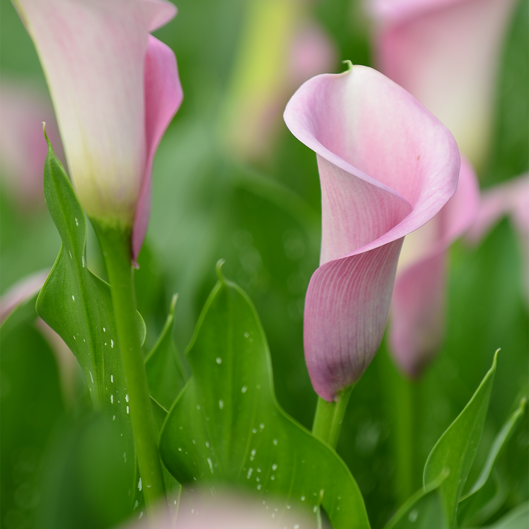 VERSE BLOEMEN - LOS - Calla's