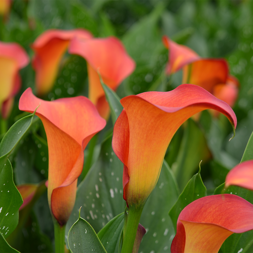 VERSE BLOEMEN - LOS - Calla's