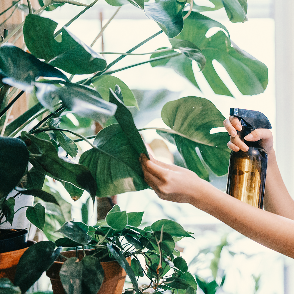 26/04 - 5 JAAR DE STEK: Workshop planten verzorgen & verpotten voor beginners