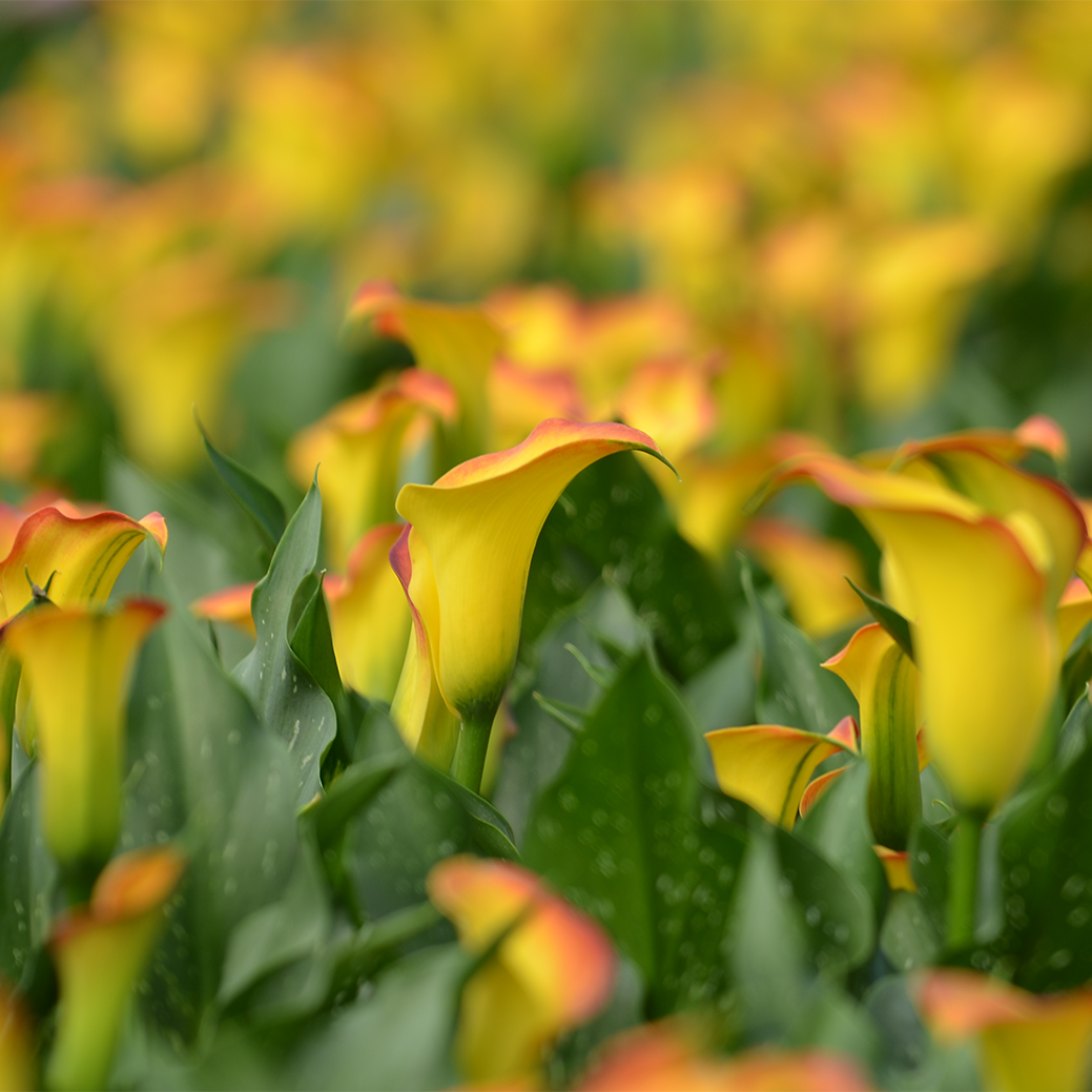 VERSE BLOEMEN - LOS - Calla's