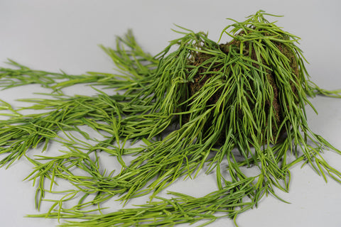 KUNSTPLANT - Hoya Linearis hangplant