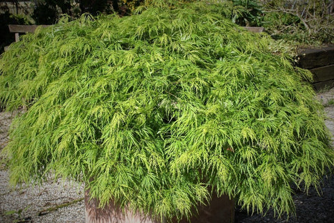 OUTDOOR - Acer Palmatum 'Dissectum' (Japanse Esdoorn)