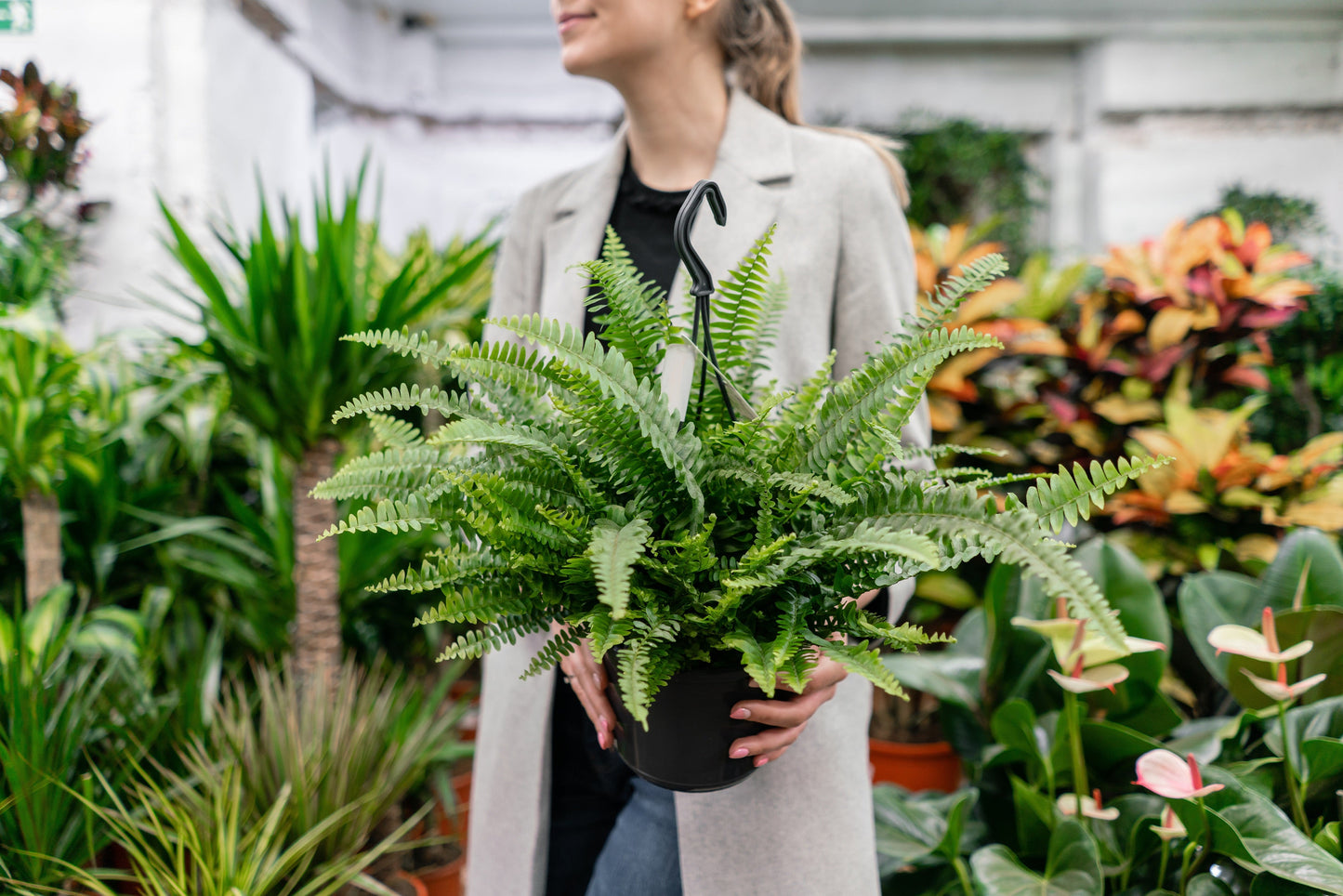 PAKKET - Kamerplanten kantoorbox