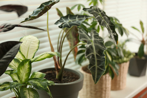 PAKKET - Kamerplanten box