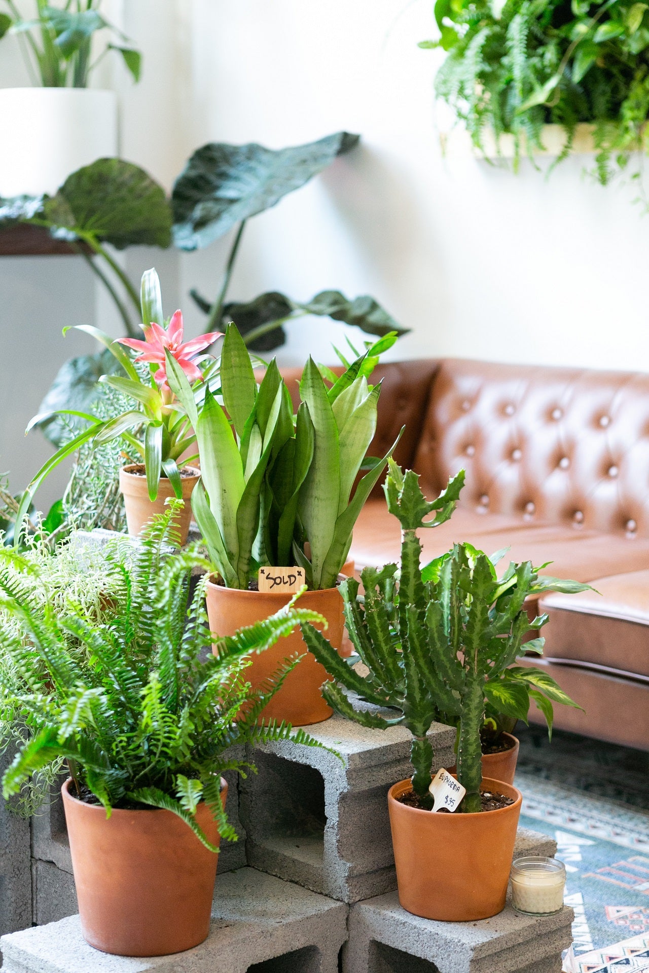 PAKKET - Kamerplanten kantoorbox
