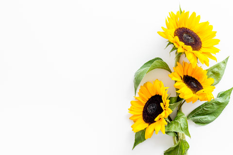 VERSE BLOEMEN - LOS - Zonnebloemen
