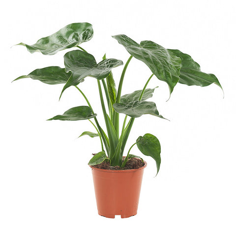 KAMERPLANT - Alocasia Cucullata (Olifantsoor)