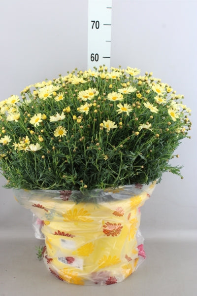 OUTDOOR - Struikmargriet / Daisy
