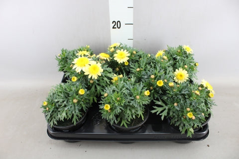 OUTDOOR - Struikmargriet / Daisy