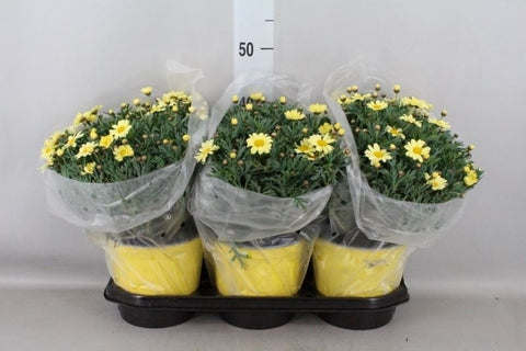 OUTDOOR - Struikmargriet / Daisy