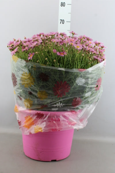 OUTDOOR - Struikmargriet / Daisy