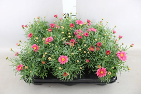 OUTDOOR - Struikmargriet / Daisy