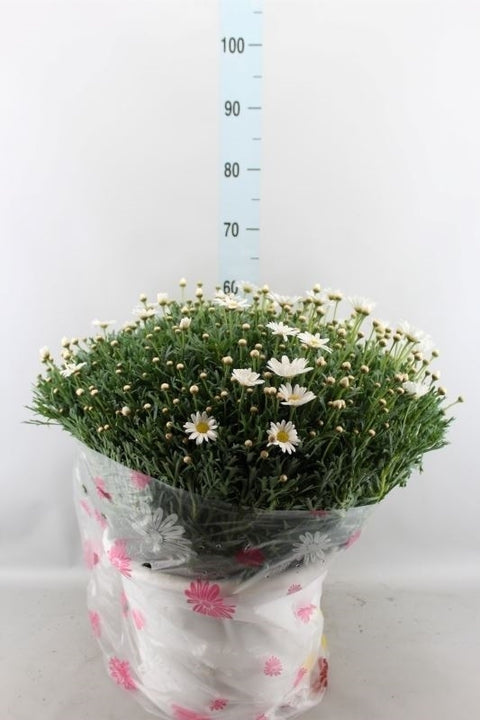 OUTDOOR - Struikmargriet / Daisy