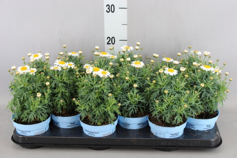 OUTDOOR - Struikmargriet / Daisy