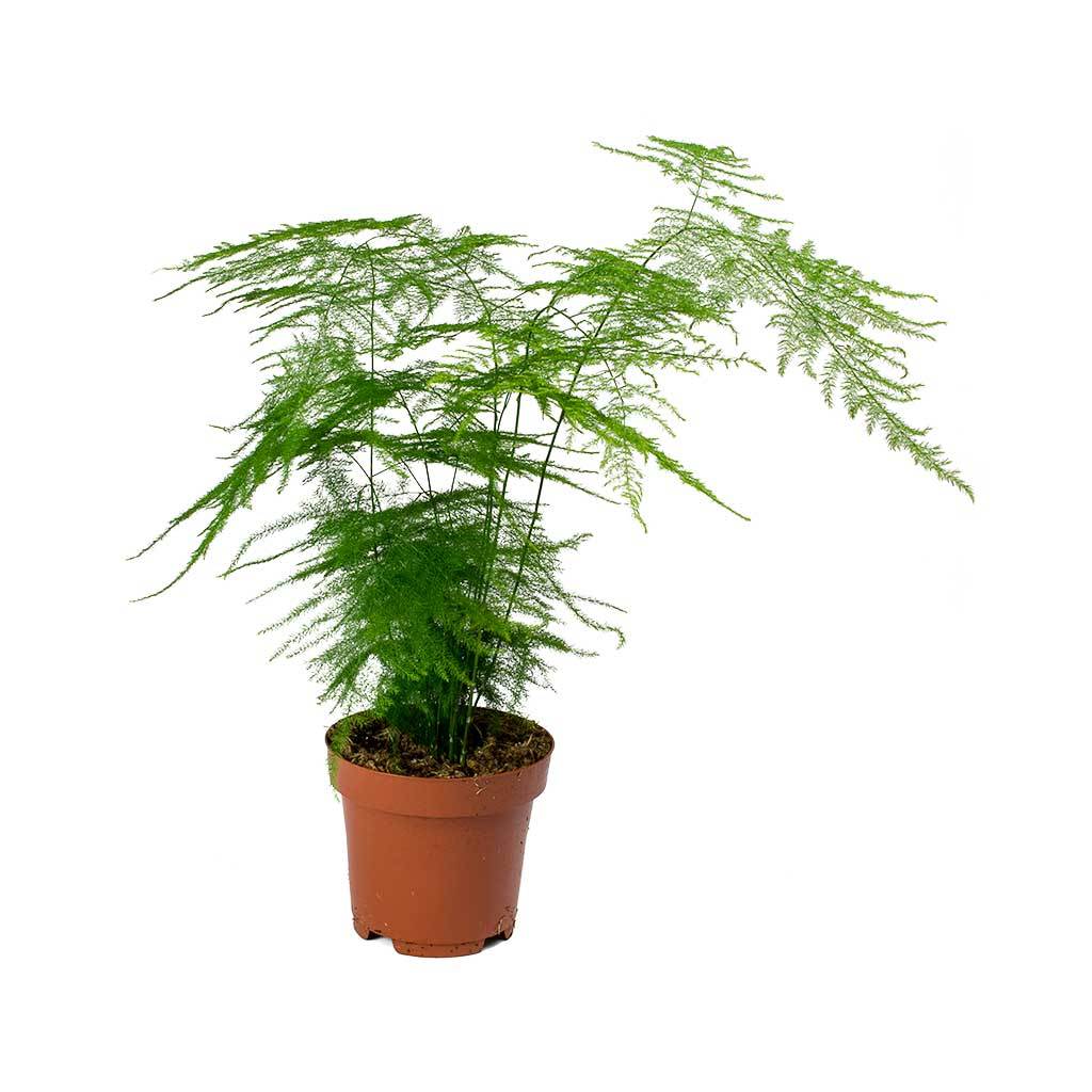KAMERPLANT - Asparagus Setaceus (Aspergevaren)