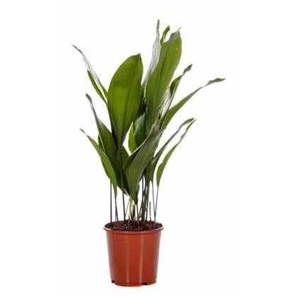 KAMERPLANT - Aspidistra Elatior (slagersplant)