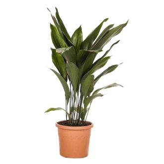 KAMERPLANT - Aspidistra Elatior (slagersplant)