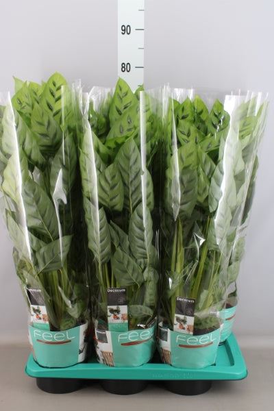 KAMERPLANT - Calathea Leopardina (pauwenplant)