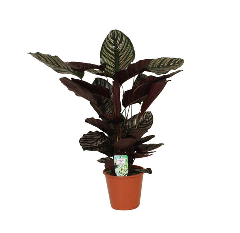 KAMERPLANT - Calathea Ornata (schaduwplant)