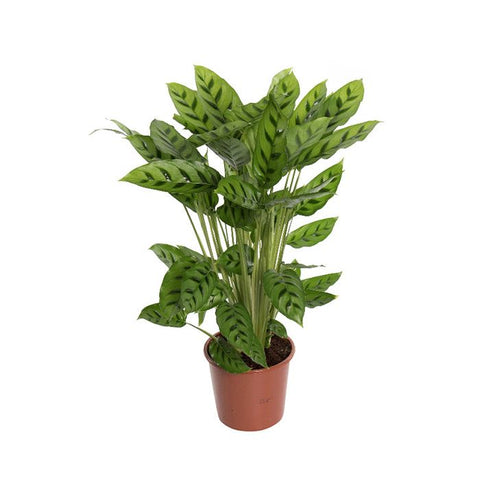 KAMERPLANT - Calathea Leopardina (pauwenplant)