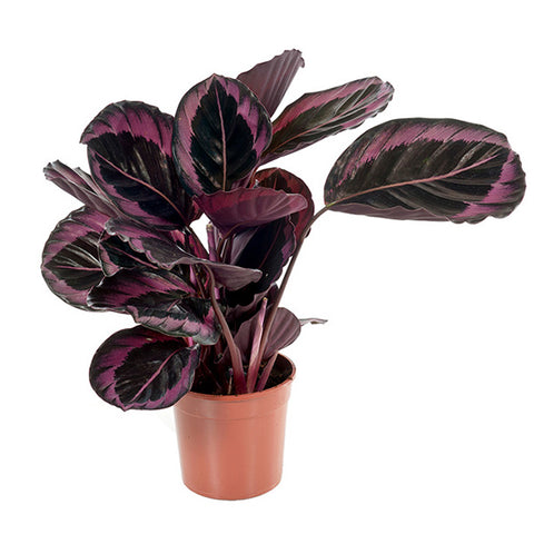 KAMERPLANT - Calathea Roseopicta (schaduwplant)